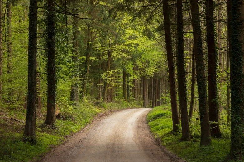 a dirt road in the middle of a forest, by Wolfgang Zelmer, nice spring afternoon lighting, fine detail post processing, curving, in a gentle green dawn light