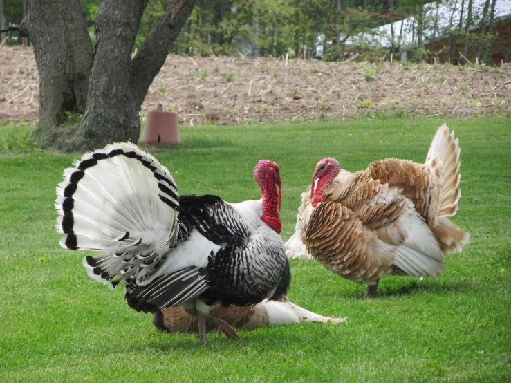 a couple of turkeys standing on top of a lush green field, by Susan Heidi, flickr, renaissance, handsome man, trio, they are all laying down, what a bumbler!