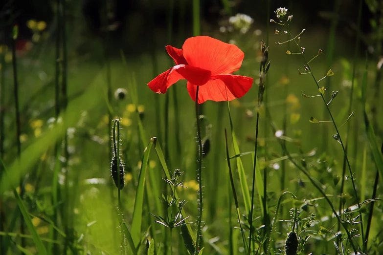 a red flower sitting on top of a lush green field, by Hans Schwarz, flickr, backlit!!, ww1, in a woodland glade, full of colour 8-w 1024