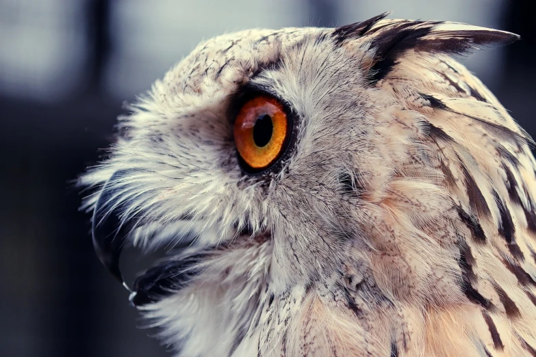 a close up of an owl with orange eyes, a photo, hurufiyya, view from the side”