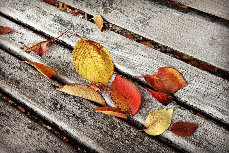 a group of leaves sitting on top of a wooden bench, trending on pixabay, process art, full of colour w 1024, folded, beautiful iphone wallpaper, sprawled out