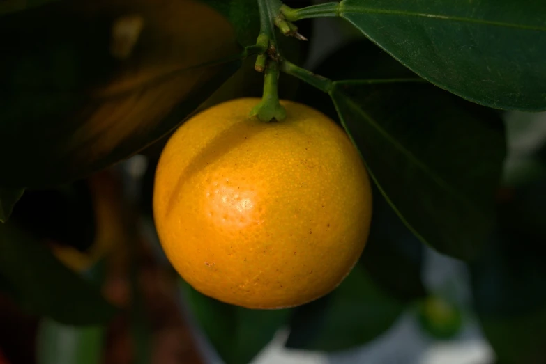 a close up of an orange on a tree, arabesque, portlet photo, closeup photo