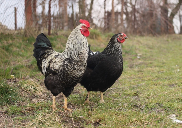 a couple of chickens standing on top of a grass covered field, a portrait, black sokkel, high quality product image”, southern slav features, they are close to each other