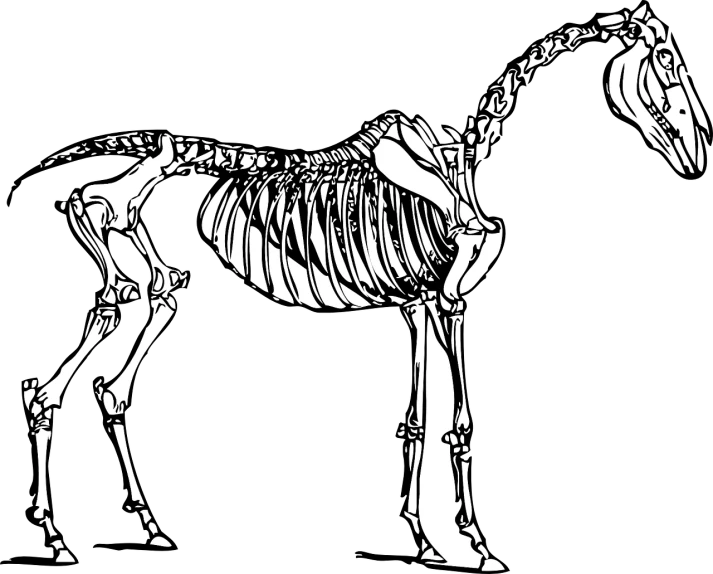 a skeleton of a horse on a black background, an illustration of, by Muirhead Bone, pixabay, prehistoric, thick lineart, pony, outside