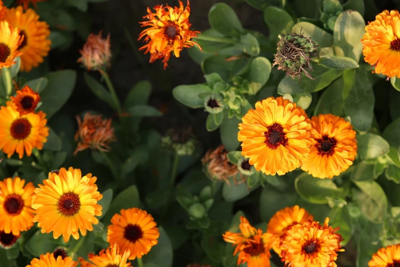 a close up of a bunch of yellow flowers, a picture, antipodeans, dark orange, flower garden summer morning, view from above, closeup photo