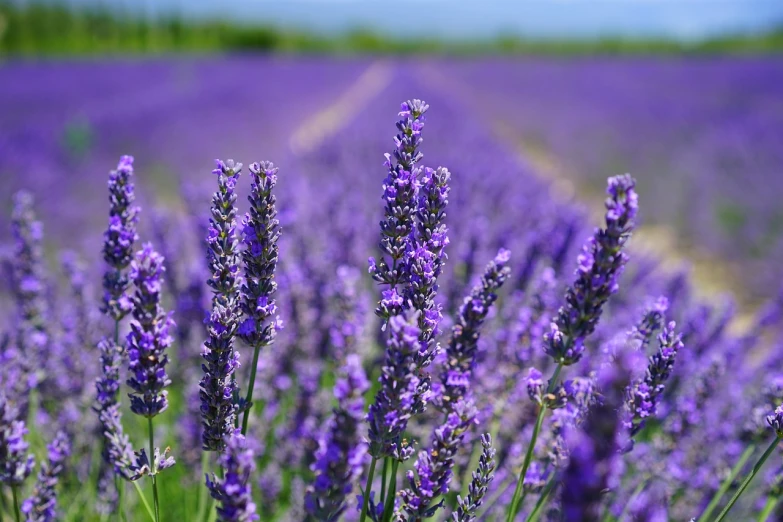 a field of purple flowers with a dirt road in the background, 🦩🪐🐞👩🏻🦳, unwind!, close-up shot, lavender