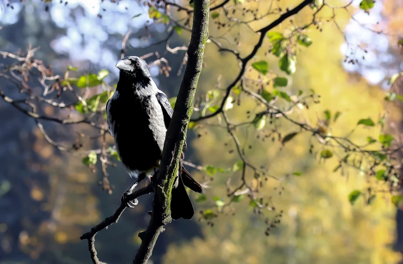 a black bird sitting on top of a tree branch, by Dietmar Damerau, shutterstock, in the autumn forest, museum quality photo, anthropomorphic bird, afternoon sunshine