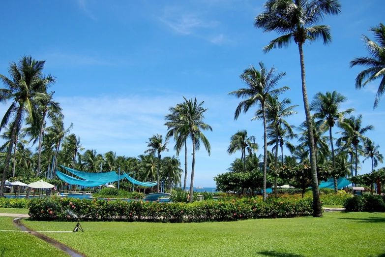 a man riding a bike through a lush green park, flickr, hurufiyya, palm trees on the beach, tropical pool, with a lush grass lawn, blue trees