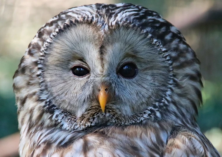 a close up of an owl's face with a blurry background, by Joan Ayling, handsome girl, short light grey whiskers, full body close-up shot, round - face