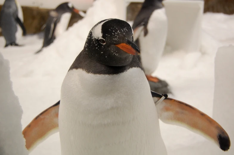 a penguin that is standing in the snow, flickr, worm\'s eye view, swarovski, ultra detailed close up, 2 0 1 0 photo