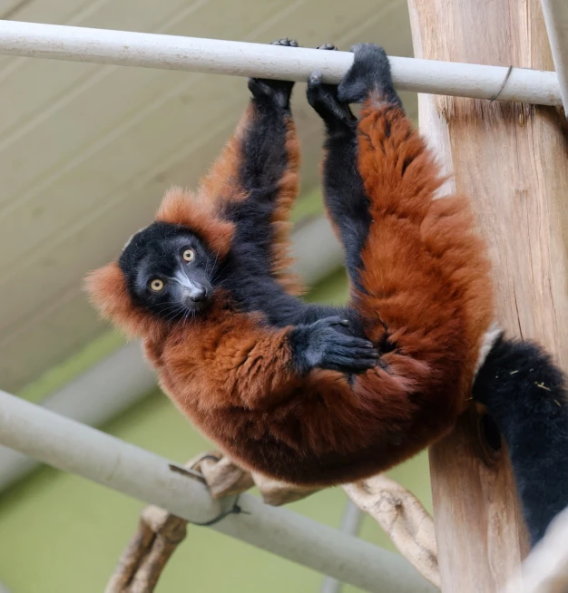 a brown and black monkey hanging from a wooden pole, fluffy orange skin, tail of a lemur, high res photo, on stilts