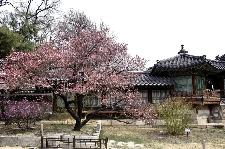 a tree with pink flowers in front of a building, inspired by Jeong Seon, flickr, a wide open courtyard in an epic, peaked wooden roofs, sangsoo jeong, january