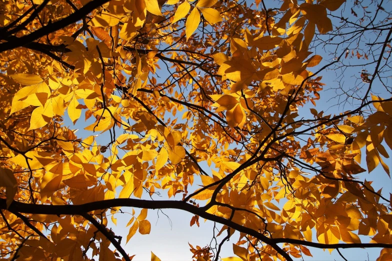 a tree with yellow leaves against a blue sky, flickr, mingei, full of colour 8-w 1024, backlit golden hour, leaves on branches, arbor