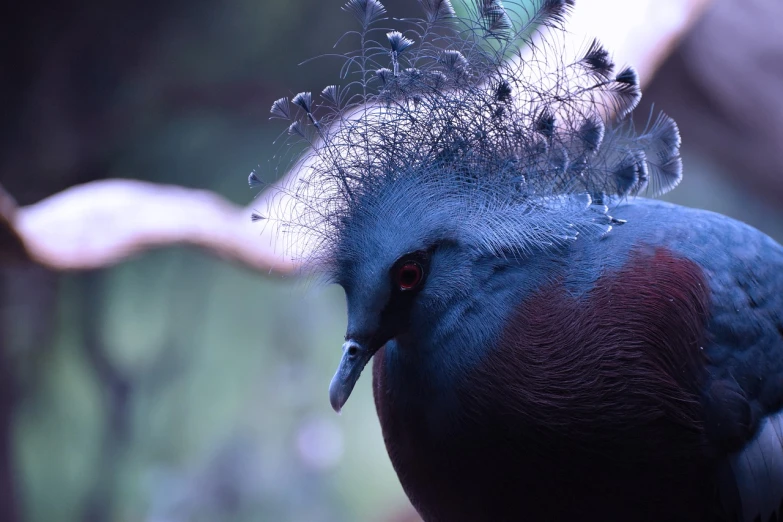 a close up of a bird with a feather on it's head, by Anna Füssli, hurufiyya, picture taken in zoo, blue mohawk hairstyle, branches sprouting from her head, muted blue and red tones