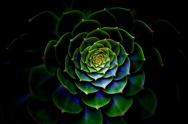 a close up of a green and purple plant, a microscopic photo, by Howard Butterworth, pexels, precisionism, black lotus, non-symmetrical fractals, cactus, deep colours. ”