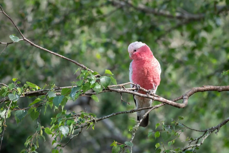 a pink bird sitting on top of a tree branch, an afghan male type, pale red, mid morning lighting, pink white and green