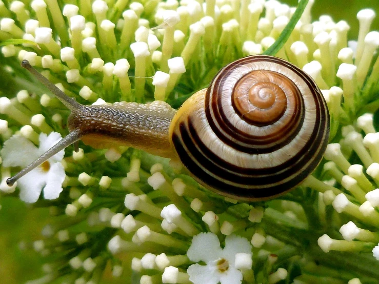a snail sitting on top of a white flower, by Jan Rustem, flickr, hurufiyya, intriciate detail, spirals, clathrus - ruber, anato finnstark and kelogsloops