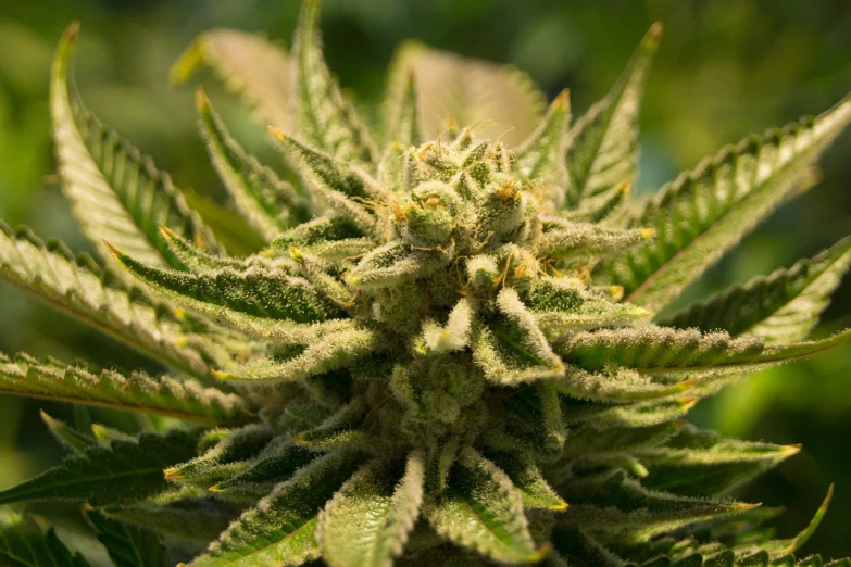 a close up view of a marijuana plant, by Dietmar Damerau, shutterstock, very high bloom ammount, high detail product photo, warm sunshine, closeup photo