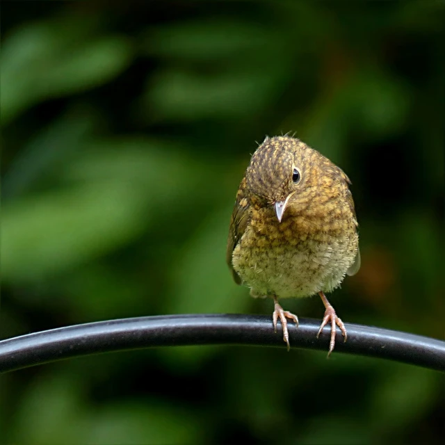 a small bird sitting on top of a metal bar, by Robert Brackman, flickr, new zealand, young female, dew, a fat