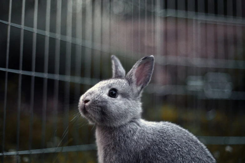 a close up of a rabbit in a cage, shutterstock contest winner, photorealism, post processed 4k, dressed in a gray, sharp metal ears, shot on hasselblad