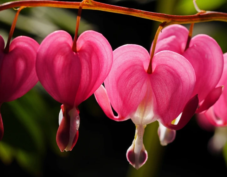 a bunch of pink flowers hanging from a branch, a macro photograph, by Betty Churcher, several hearts, hanging veins, 4k serene, flowers with very long petals