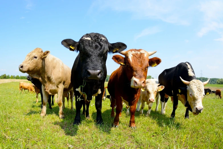 a herd of cows standing on top of a lush green field, a picture, shutterstock, fisheye lens photo, closeup 4k, istockphoto, cow-girl