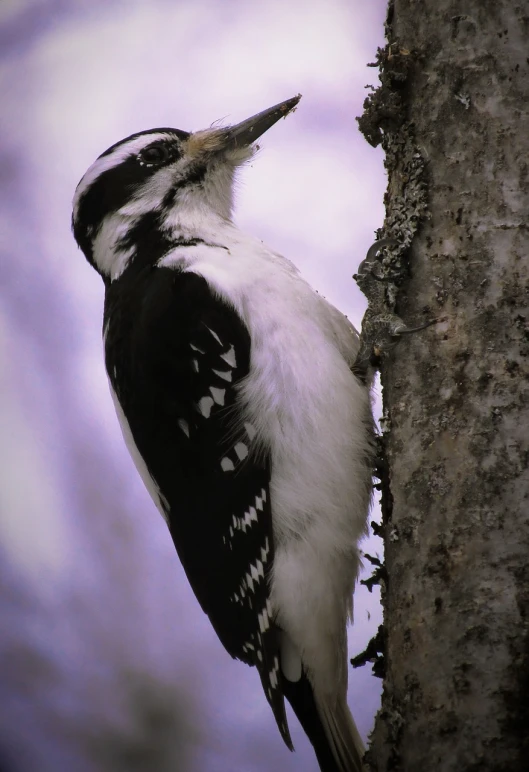 a close up of a bird on a tree, a photo, by Jim Nelson, white with black spots, towering over your view, superior detail, looking from side!