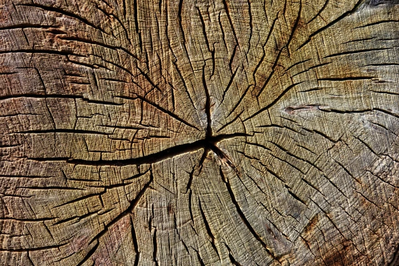 a piece of wood that has been cut in half, a macro photograph, by Hans Schwarz, shutterstock, land art, difraction from back light, sanjulian. detailed texture, big tree, 1 8 7 6