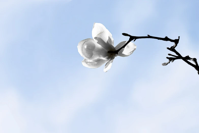 a white flower sitting on top of a tree branch, by Paul Davis, minimalism, flying into the sky, magnolia goliath head ornaments, banner, high res photo