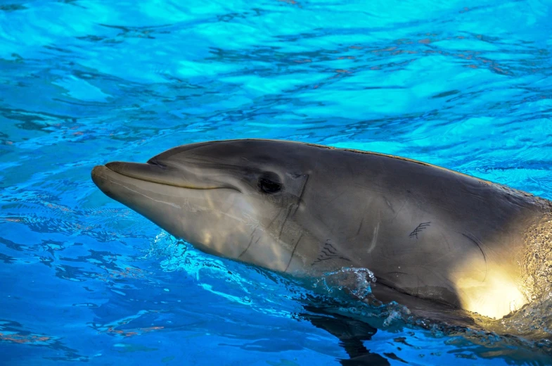 a close up of a dolphin swimming in a pool, a stock photo, by Anna Haifisch, shutterstock, okinawa churaumi aquarium, magnificent oval face, photorealistic ”, 4k photo”