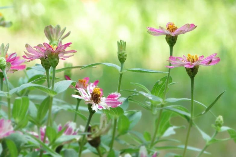 a group of pink flowers sitting on top of a lush green field, a portrait, minimalism, thriving ecosystem, mid shot photo