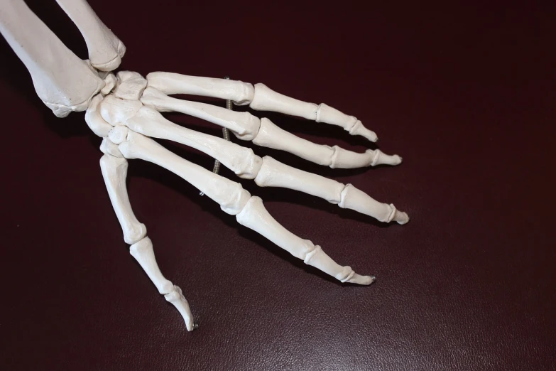 a close up of a skeleton hand on a table, five points of articulation, knee, very very realistic, white human spine