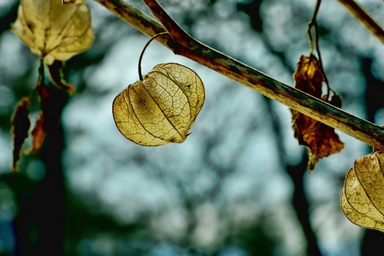 a couple of leaves hanging from a tree branch, art photography, she is a gourd, hdr, heart, cold but beautiful