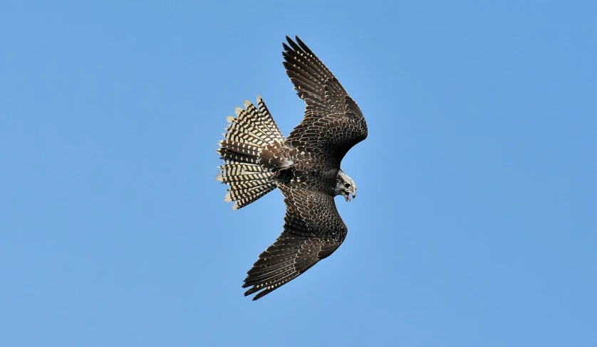 a bird that is flying in the sky, a picture, by Robert Brackman, flickr, falcon, scaly, bow, sharp and clear
