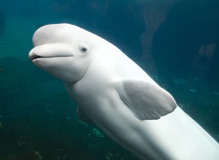 a close up of a white dolphin in the water, flickr, mech shaped like a manatee, lolita, with round cheeks, photograph credit: ap