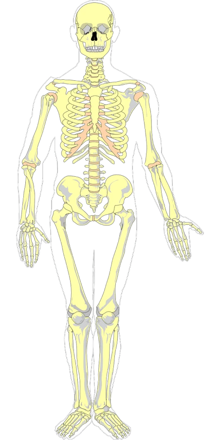 a skeleton standing in front of a black background, an illustration of, by Andrei Kolkoutine, neanderthal people, top half of body, medical diagram, boney