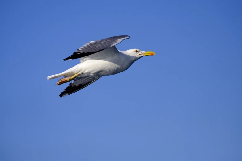 a seagull in flight against a blue sky, a portrait, figuration libre, modern high sharpness photo