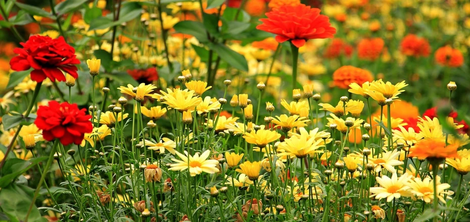 a field full of yellow and red flowers, a picture, by Hans Schwarz, cottagecore flower garden, orange yellow, daisy, buttercups