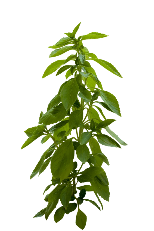 a plant with green leaves on a black background, hurufiyya, large tall, basil gogos, hyperdetailed photograph, productphoto