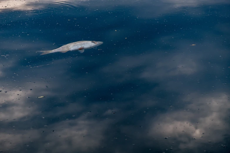 a dead fish floating on top of a body of water, a portrait, by Jan Rustem, hurufiyya, clouds on surface, img_975.raw, looking up, kai vermehr