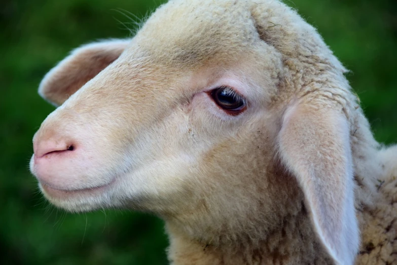 a close up of a sheep with a blurry background, shutterstock, renaissance, closeup at the face, wallpaper - 1 0 2 4, large ears, pale face