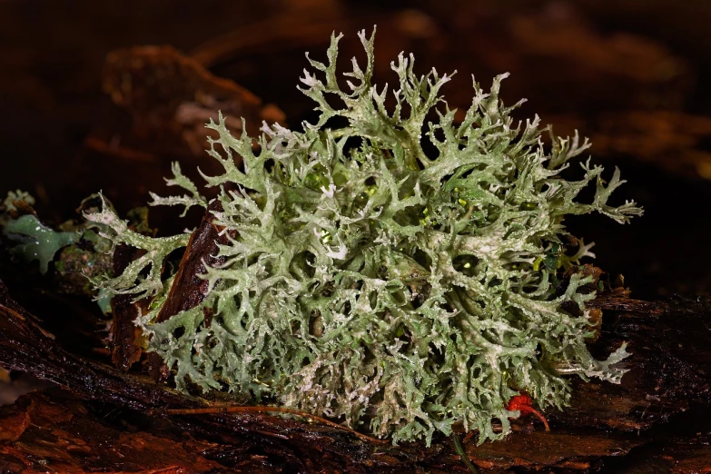 a close up of a mossy plant on a tree branch, a portrait, by Robert Brackman, flickr, hurufiyya, silver color, tremella - fuciformis, highly detailed product photo, on a dark background