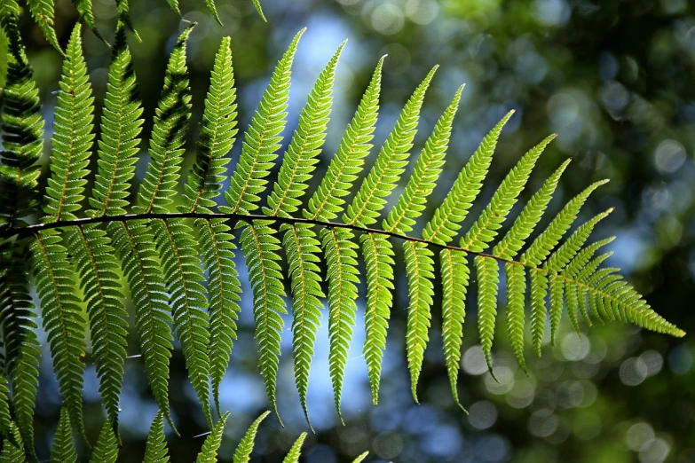 a close up of a fern leaf on a tree, a portrait, by Robert Brackman, kahikatea, beautiful sunny day, flash photo, an illustration