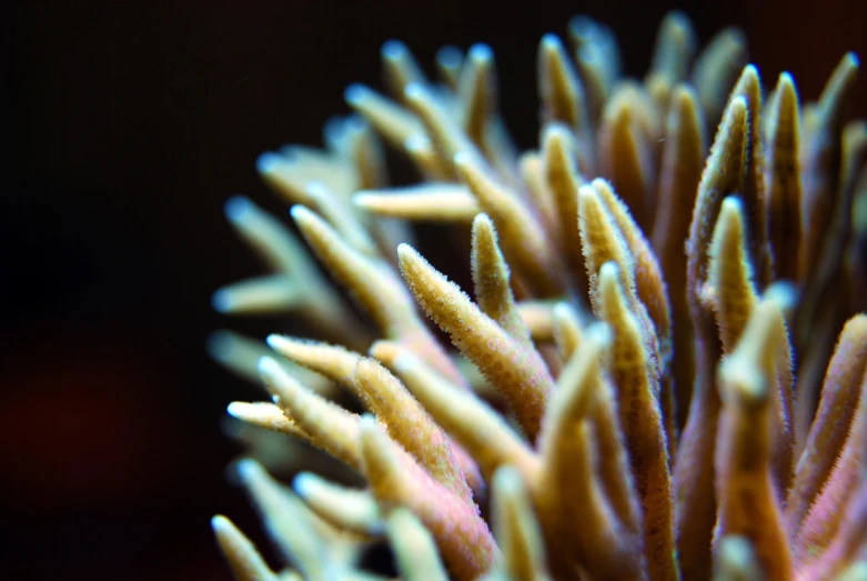 a close up of a flower in a vase, a macro photograph, flickr, renaissance, colorful coral reef, huge spines, many small details, closeup cinematic aquatic scene