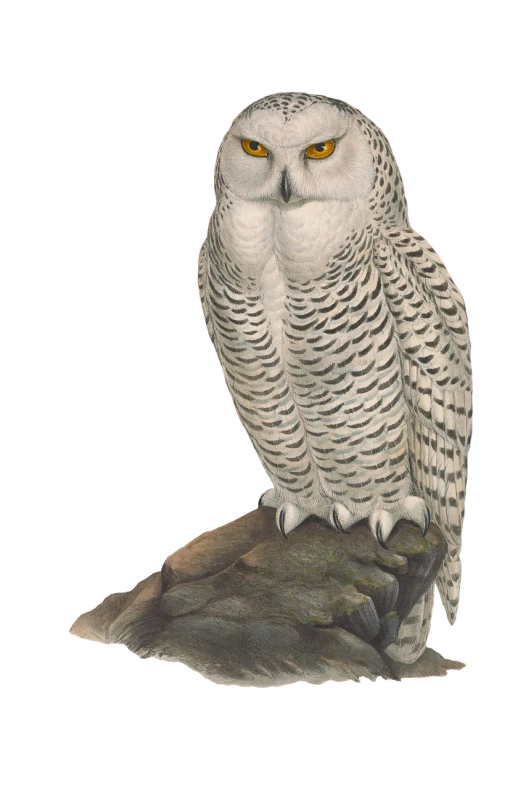 a white owl sitting on top of a rock, an airbrush painting, by Kawai Gyokudō, highly detailed full body, ripley scott, life-size, large yellow eyes