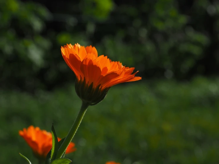 a close up of an orange flower in a field, a picture, arabesque, nice spring afternoon lighting, against dark background, side - view, having fun in the sun