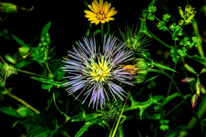 a close up of a flower in a field, by Jan Rustem, precisionism, night life, southern wildflowers, thistles, chrysanthemum eos-1d