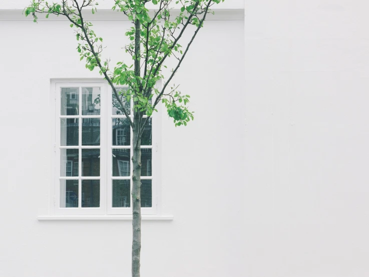 a tree in front of a white building with a window, postminimalism, green architecture, london architecture, clean and pristine design, white wall coloured workshop