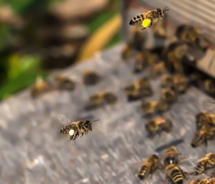 a bunch of bees that are flying in the air, a macro photograph, realistic scene, advertising photo, stock photo, take off