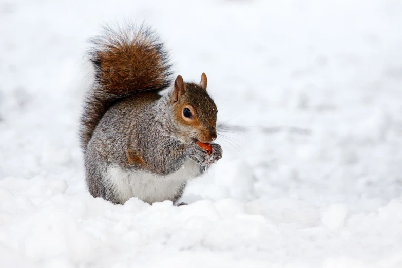 a squirrel that is standing in the snow, trending on pixabay, renaissance, eating, dressed in a gray, 6 4 0, wallpaper - 1 0 2 4